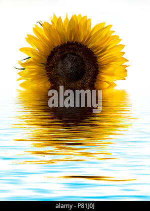 Photo manipulée numériquement d'un tournesol se reflétant dans un bassin d'eau telles qu'elle ressemble à un soleil levant Banque D'Images