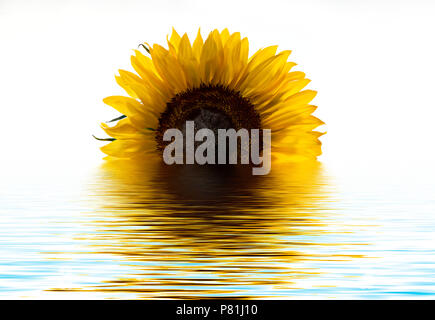 Photo manipulée numériquement d'un tournesol se reflétant dans un bassin d'eau telles qu'elle ressemble à un soleil levant Banque D'Images