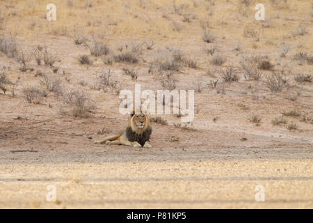 Deux lions à crinière noire mâle parmi les arbres dans le désert de Kalahari dans Transfortier en milieu sauvage du parc Kgalagadi Banque D'Images