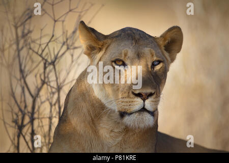 Silver Eye Lionne Portrait close up avec un environnement intimidant à la féroce lion Banque D'Images