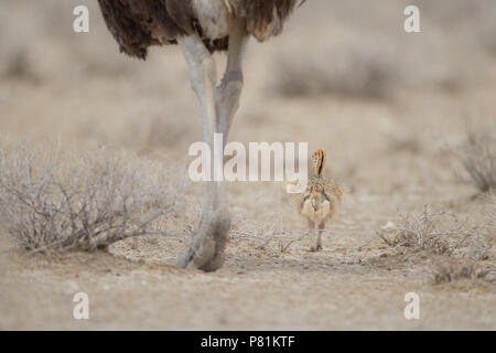 Mère autruche avec son poussin dans la plaine africaine du Kalahari avec une énorme différence de taille, ce qui rend l'image intéressant Banque D'Images