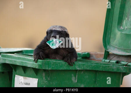 Le miel de l'Afrique dans l'alimentation pour creuser blaireau corbeille, a l'air drôle comme Oscar le Grouch, bacs de séparation Banque D'Images