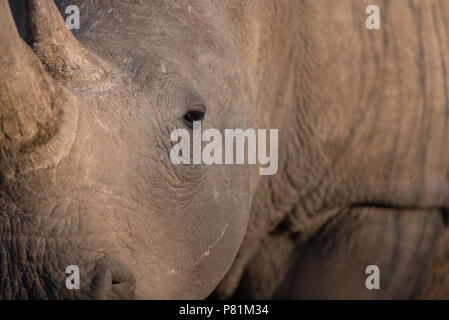 Wild white rhino close up portrait of head shot en désert, Close up Banque D'Images