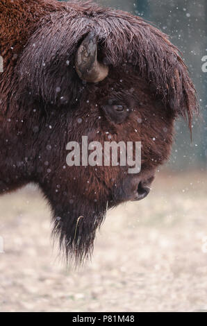 Buffalo Bisons d'Amérique sous la neige le Parc National de Yellowstone Banque D'Images