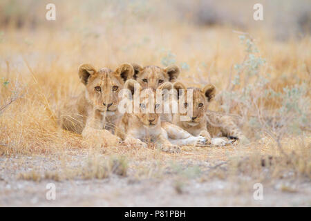 Cute des lionceaux dans désert Etosha Banque D'Images