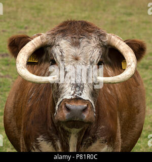 English Longhorn vache avec des cornes coupées, England, UK Banque D'Images