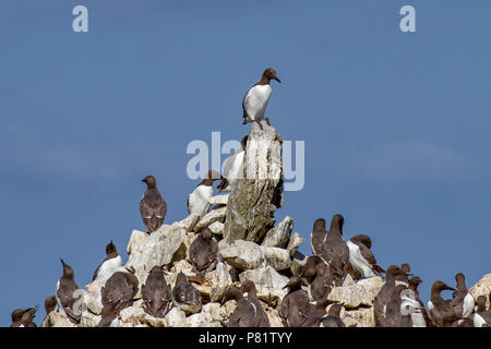 La colonie de Guillemots à miroir perché sur Elegug Pile dans Pembrokeshire, Pays de Galles, Royaume-Uni Banque D'Images