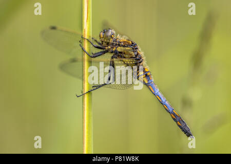 Black-tailed skimmer (Orthetrum cancellatum) cette libellule se produit en Europe et en Asie. Jeune homme avec queue bleu distinctif Banque D'Images