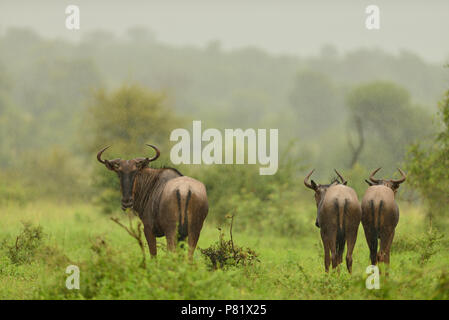 Troupeau de gnous sous Gnu la luxuriante Kruger on a rainy day Banque D'Images