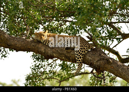 Leopard femme dormir sur un arbre Kruger Banque D'Images