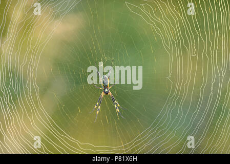 Araignée à pattes baguées, Golden Orb Web Spider, Banque D'Images