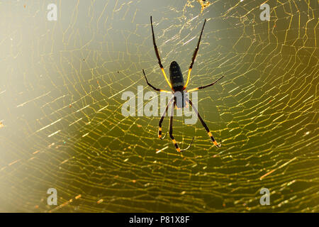 Araignée à pattes baguées, Golden Orb Web Spider, Banque D'Images