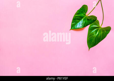 Vue de dessus d'un livre vert feuilles sur fond rose. Copier l'espace. Banque D'Images
