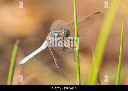 Un homme libellule skimmer carénées, Othetrum coerulescens, halte par isolement mare stagnante dans un ruisseau qui avait autrement séchés jusqu'à la nouvelle pour Banque D'Images