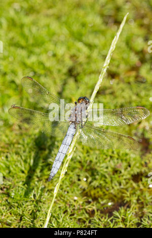 Un homme libellule skimmer carénées, Othetrum coerulescens, le repos d'un ruisseau en la nouvelle forêt au cours de la canicule de 2018 au Royaume-Uni. L'écumoire favou carénées Banque D'Images