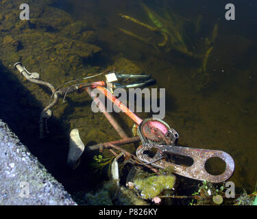 Des vélos ou des vélos abandonnés dans le Forth and Clyde Canal, Glasgow, Royaume-Uni Banque D'Images