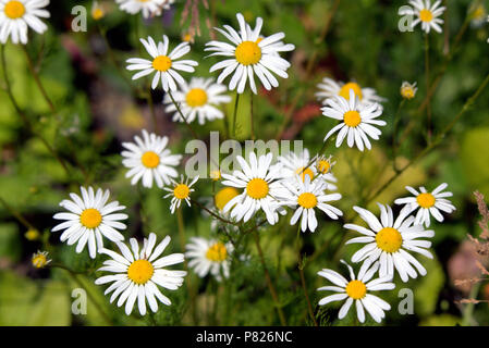 Marguerite Oxeye daisy commun pré marguerites sauvages sont sur le Forth and Clyde canal Banque D'Images