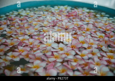 De Planty de jolies fleurs dans l'eau Banque D'Images