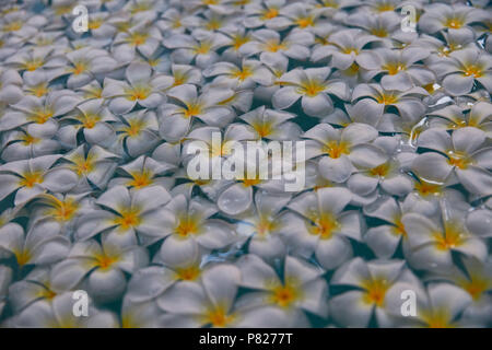 De Planty de jolies fleurs dans l'eau Banque D'Images