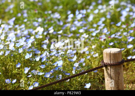 Pôle et clôture dans le champ de fleurs de Nemophila (Baby Blue Eyes) sur la colline de Slope à Hitachi Seaside Park, Ibaraki près de Tokyo Japon Banque D'Images