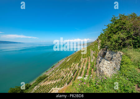 Vue sur le lac de Genève en direction de Lausanne de la magnifique région viticole de Lavaux terrasses en Suisse Banque D'Images