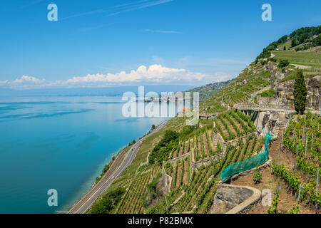 Vue sur le lac de Genève en direction de Lausanne de la magnifique région viticole de Lavaux terrasses en Suisse Banque D'Images