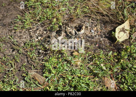 L'eau bouillonnante de la masse à la North Park Village à Chicago, Illinois, un jour d'été. Banque D'Images
