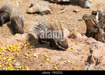 Indian Porc-épic (Hystrix indica), manger à l'extérieur Banque D'Images