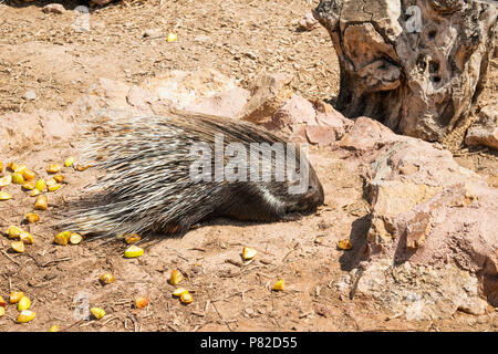 Indian Porc-épic (Hystrix indica), manger à l'extérieur Banque D'Images