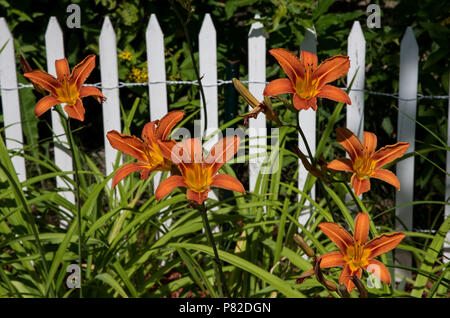 Tiger Lillies orange avec clôture blanche en arrière-plan Banque D'Images