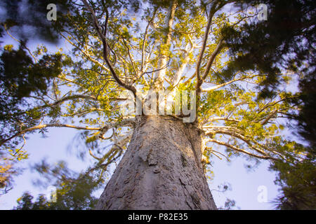 Tane Moana, Arbre Kauri géant, Nouvelle-Zélande Banque D'Images