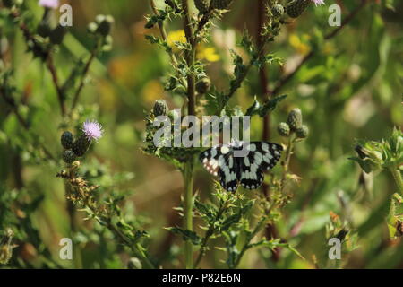 Faune et Nature - Macro close-up du seul blanc marbré (Melanargia galathea) papillon. Bowers Gifford, Essex, Angleterre. Banque D'Images