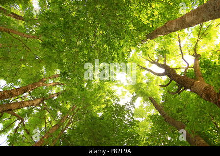 Vert forêt, vue du sol à la cime des arbres Banque D'Images