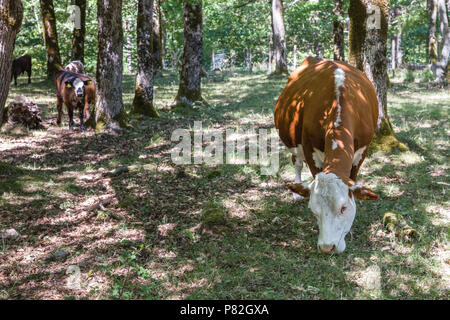 Un groupe de vaches qui paissent dans les bois, de la difficulté à trouver de la nourriture à cause de la sécheresse. Banque D'Images