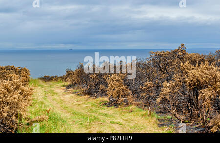 HOPEMAN SCOTLAND MORAY SENTIER EN DIRECTION DE LA FORÊT DE Moray Firth LES DOMMAGES CAUSÉS À LA VÉGÉTATION d'Ajoncs BRÛLÉS LE LONG DE LA MORAY Banque D'Images