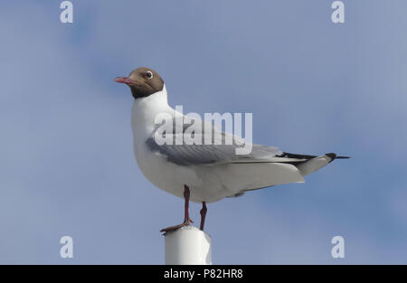 Mouette rieuse Chroicocephalus ridibundus Adulte en plumage d'été. Photo : Tony Gale Banque D'Images