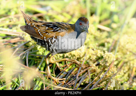 Kleinst Waterhoen ; Baillon's Crake Porzana pusilla ; Banque D'Images