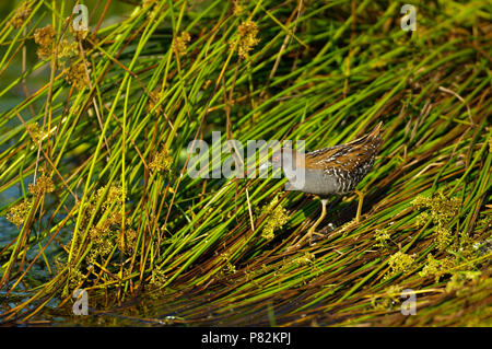 Kleinst Waterhoen ; Baillon's Crake Porzana pusilla ; Banque D'Images