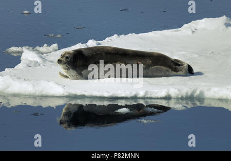 Le Phoque barbu à Svalbard Banque D'Images