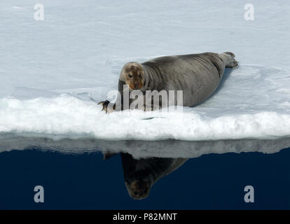 Le phoque barbu sur la glace ; pack Baardrob pakijs op Banque D'Images