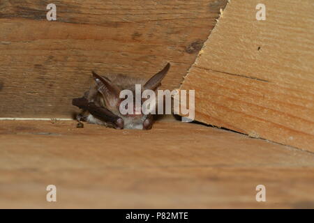 Vleermuis Bechsteins, Bechstein Myotis bechsteinii, la bat Banque D'Images