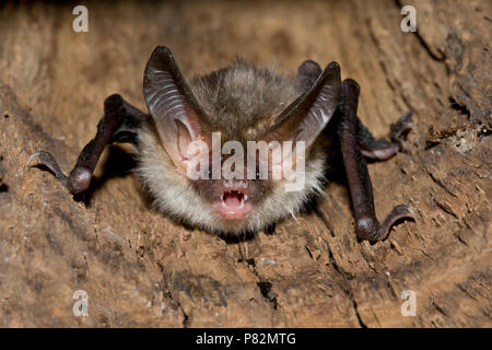 Vleermuis Bechsteins, Bechstein Myotis bechsteinii, la bat Banque D'Images