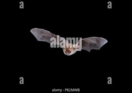 Bechsteins Vleermuis dans de viaje en avión ; Bechstein's bat en vol Banque D'Images