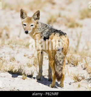 Zadeljakhals omkijkend naar fotograaf NP d'Etosha, Namibie chacal à dos noir photographe regarder en arrière vers la Namibie Etosha NP Banque D'Images