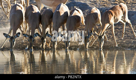 Impala groep drinkend Namibie, Impala à face noire potable groupe Namibie Banque D'Images