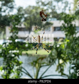 Golden orb weaver spider. Miami, Floride, USA Banque D'Images