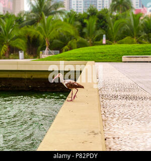 Ibis urbain. Côté baie de Miami, Floride, États-Unis. Ibis blanc américain, spécimen juvénile. Eudocimus albus. Banque D'Images