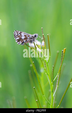 Aardbeivlinder Grizzled Skipper, Banque D'Images