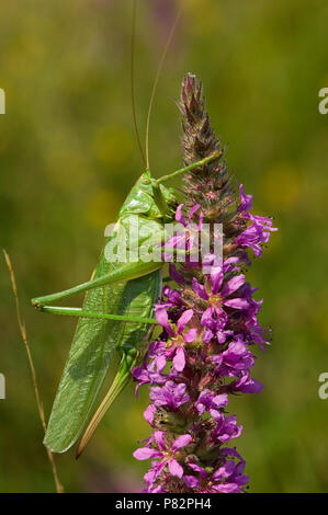 Grand Green Bush-cricket sur flower Pays-bas, Grote Groene Sabelsprinkhaan bloem op Nederland Banque D'Images