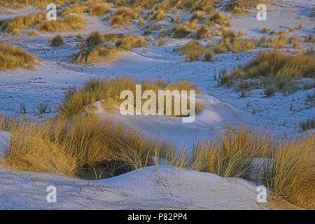Duinen dans de winter ; dunes côtières en hiver Banque D'Images